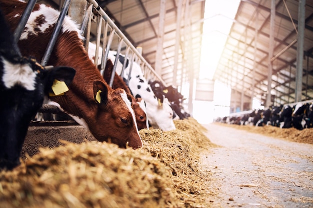Groupe de vaches à l'étable de manger du foin ou du fourrage sur la ferme laitière.
