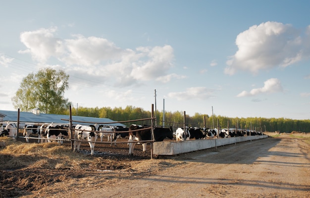 Groupe de vaches à la ferme