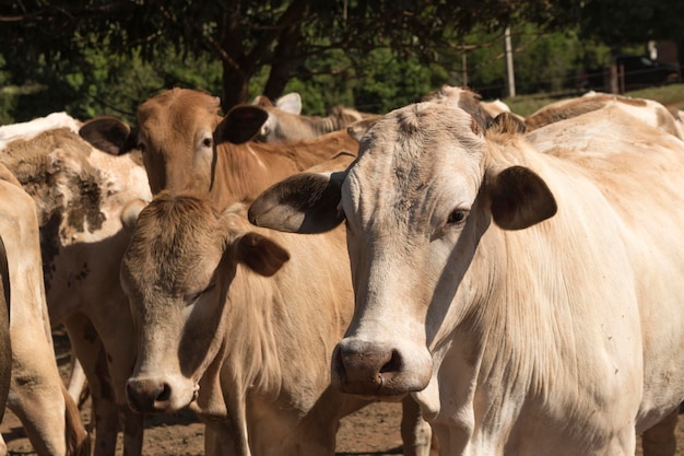 Groupe de vaches à la ferme