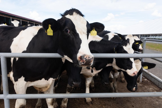 Groupe de vaches laitières en gros plan