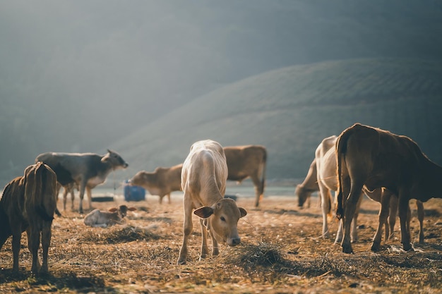 Groupe de vaches mangeant de la paille sèche sur le terrain à la ferme de vaches le matin vue sur la montagne lever du soleil paysage animaux concept