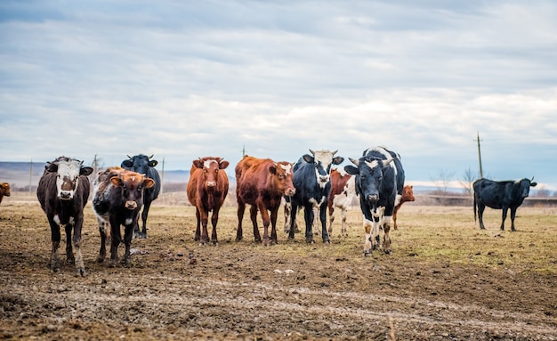 Un groupe de vaches marche sur le sol dans le champ