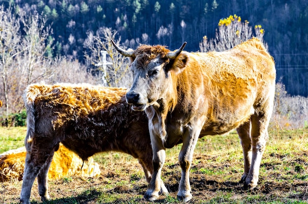 Groupe de vaches qui paissent dans les champs verdoyants de Ribes et Freser à Gérone, Espagne.