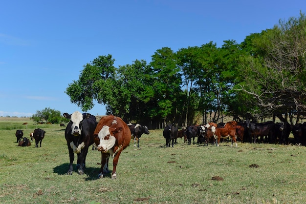 Groupe de vaches regardant la caméra Province de Buenos Aires Argentine