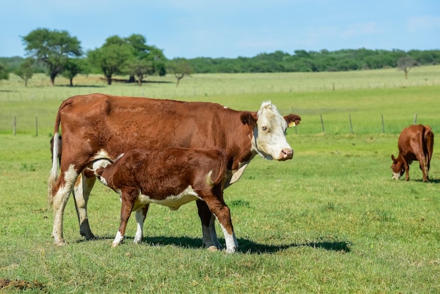 Groupe de vaches regardant la caméra Province de Buenos Aires Argentine