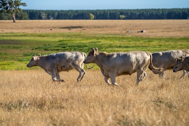 Un groupe de vaches se promène dans un champ avec un arbre en arrière-plan.