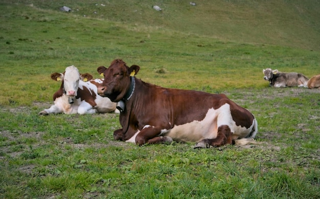 Groupe de vaches se reposant sur un pré dans les Alpes