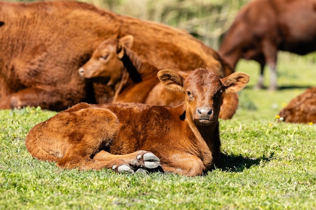 Groupe de vaches et de veaux dans l'élevage Élevage de bovins