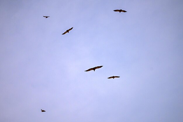 Groupe de vautours fauves ou Gyps fulvus en vol