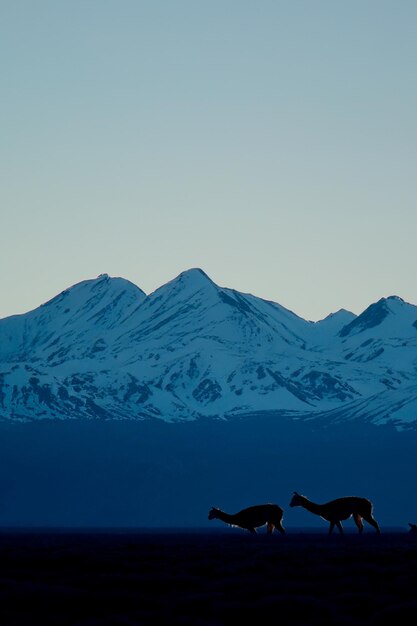 Groupe de Vicuna Llama Alpaca dans un paysage de montagnes enneigées en Amérique du Sud