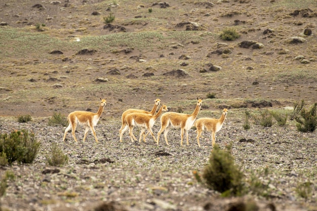 groupe de vigognes marchant dans le paramo du volcan chimborazo