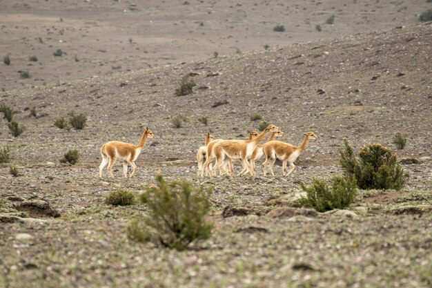 groupe de vigognes marchant dans le paramo du volcan chimborazo