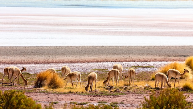 Un groupe de vigognes Vicugna paître près de la lagune Hedionda Altiplano Bolivie