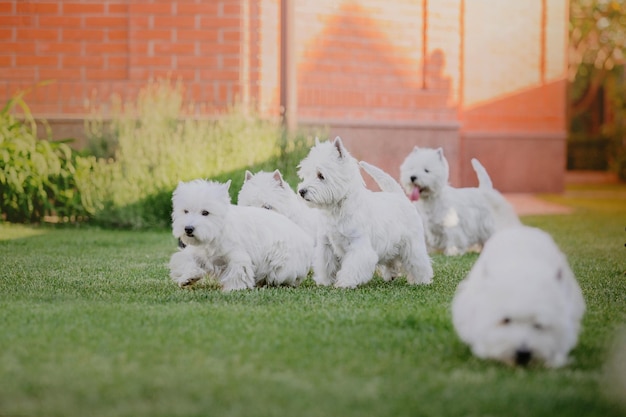 Un groupe de West Highland White Terriers joue dans une cour.