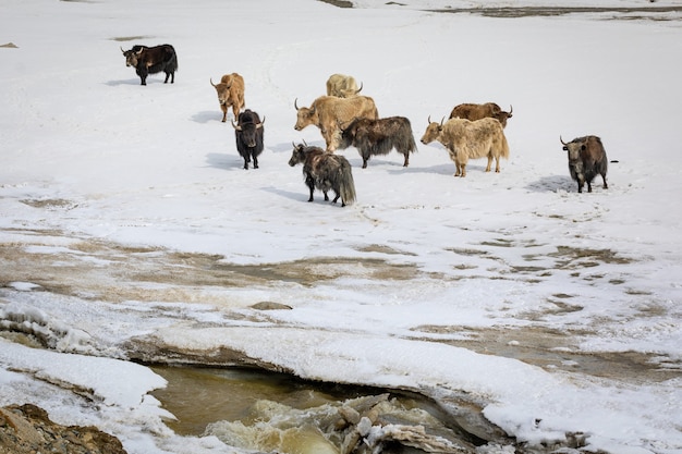 Photo groupe de yaks sur la vallée enneigée. photo de haute qualité