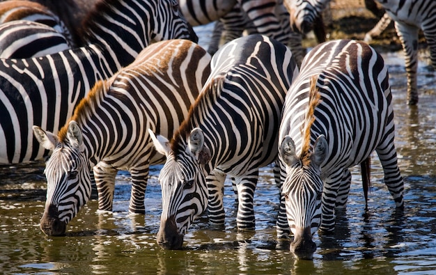 Un groupe de zèbres boit de l'eau de la rivière. Kenya. Tanzanie. Parc national. Serengeti. Maasai Mara.