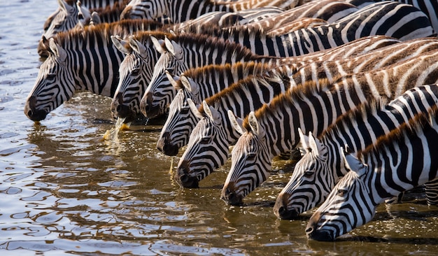 Un groupe de zèbres boit de l'eau de la rivière. Kenya. Tanzanie. Parc national. Serengeti. Maasai Mara.