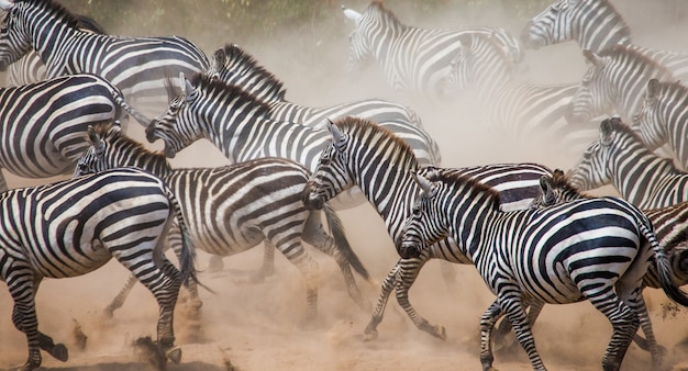 Groupe de zèbres courant dans la poussière. Kenya. Tanzanie. Parc national. Serengeti. Maasai Mara.