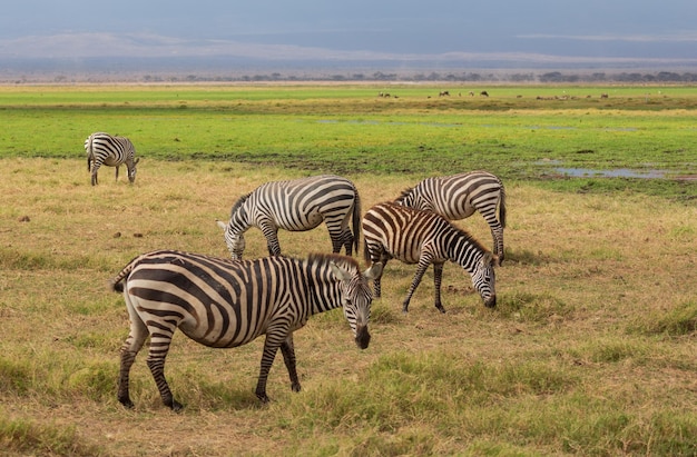 Un groupe de zèbres mangeant de l'herbe dans la savane. Parc national d'Amboseli. Kenya