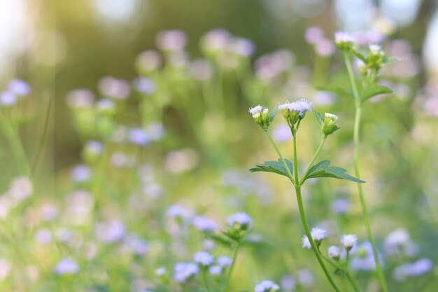 Groupement de fleurs violettes claires ou de fleurs d'herbe rapprochées avec un fond flou de la nature