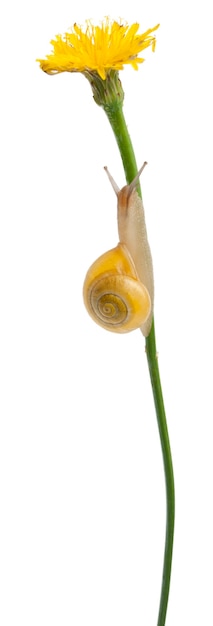 Grove escargot ou escargot à lèvres brunes, Cepaea nemoralis, sans bandes sombres en face de fond blanc