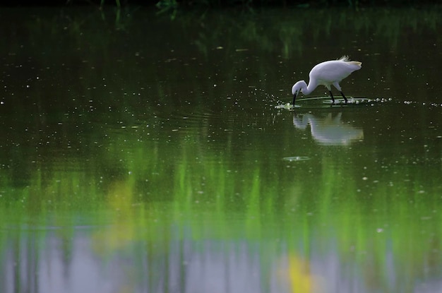 Grue blanche sur le lac