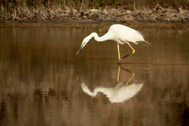 Une grue blanche avec de longues pattes et un long bec marche dans l'eau.