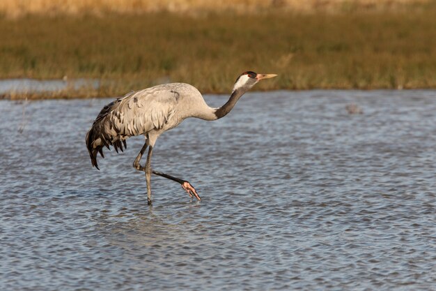 Grue cendrée dans une zone humide du centre de l'Espagne tôt le matin, les oiseaux, Grus grus