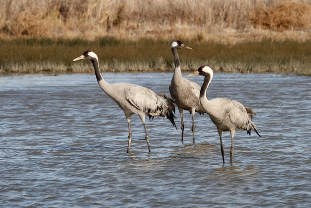 Grue cendrée dans une zone humide du centre de l'Espagne tôt le matin, les oiseaux, Grus grus