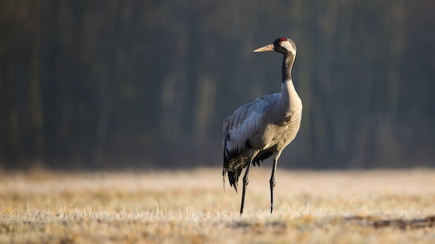 Grue cendrée debout sur un champ sec en automne nature