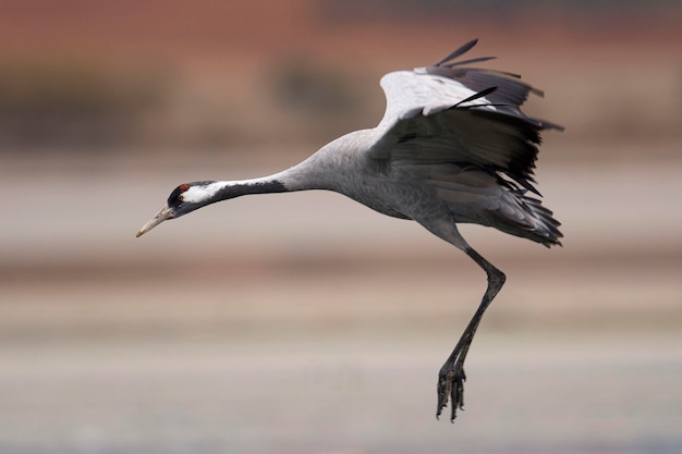 Grue cendrée ou grue eurasienne Grus grus Toledo Espagne