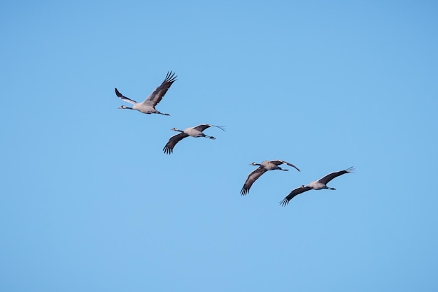 Grue cendrée (Grus grus).