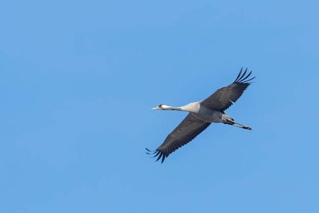 Grue cendrée en vol ciel bleu (Grus grus) migration