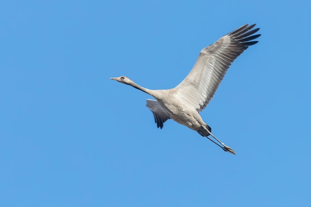 Grue cendrée en vol ciel bleu (Grus grus) migration