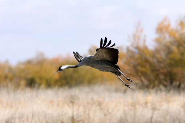 Grue cendrée volant tôt le matin, oiseaux, Grus grus