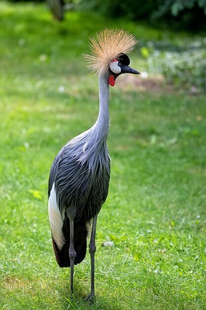 Une grue couronnée dans une clairière