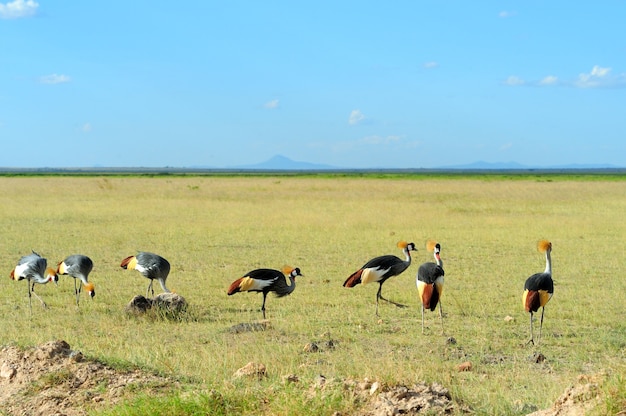 Photo grue couronnée grise balearica regulorum gibbericeps