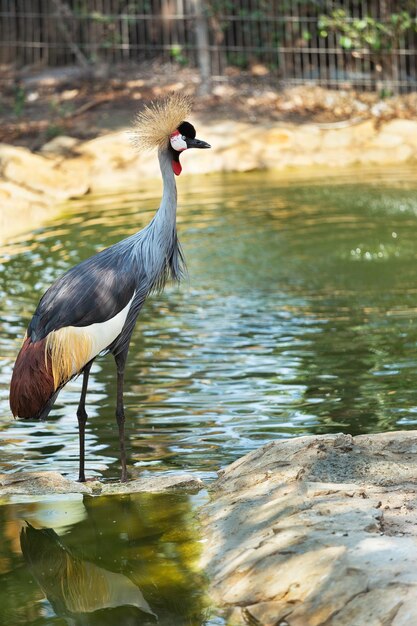 Grue couronnée grise oiseaux au ZOO