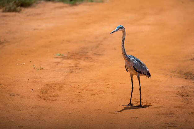 Grue debout sur un sol rouge dans la savane