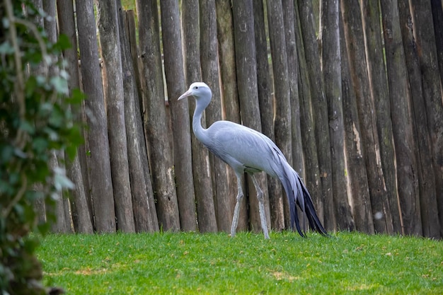 Une Grue Grise Traverse Un Champ D'herbe.