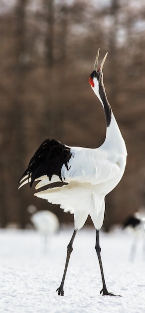 Grue japonaise marche sur la neige