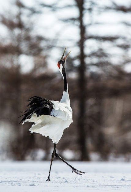 Grue japonaise marche sur la neige