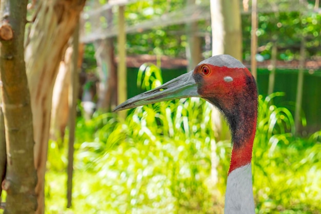 grue sarus dans le territoire réservé