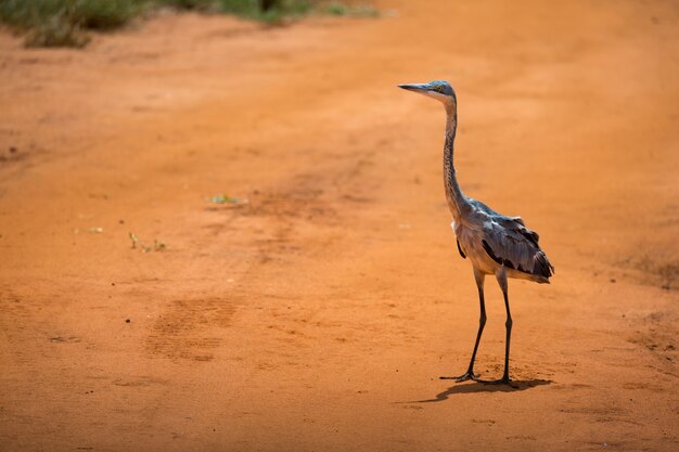 Une grue se dresse sur un sol rouge dans la savane