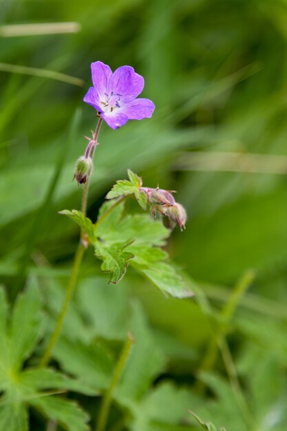 Grues des bois-bill (Geranium sylvaticum) poussant à l'état sauvage en Ecosse