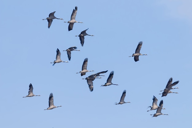 Grues cendrées en vol ciel bleu, migration (Grus grus)