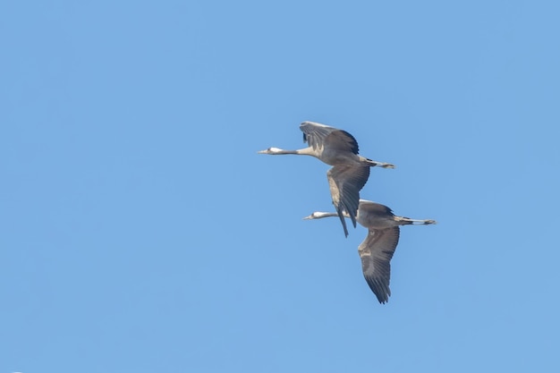 Grues cendrées en vol ciel bleu, migration (Grus grus)