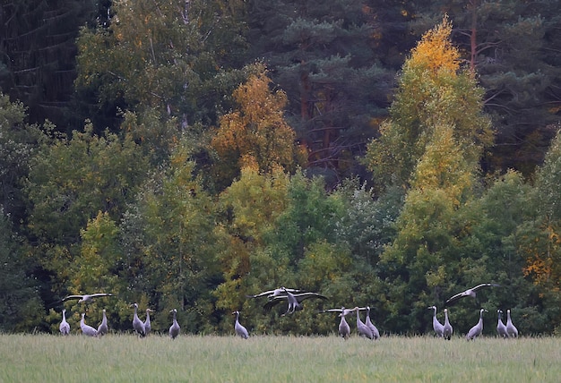 grues dans le champ paysage beaucoup d'oiseaux