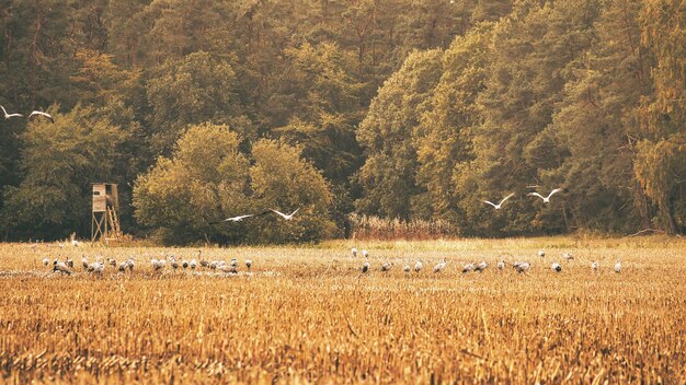 Des grues à un lieu de repos sur un champ de maïs récolté devant une forêt d'oiseaux.