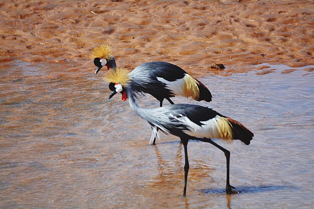 Photo les grues de sable dans le lac